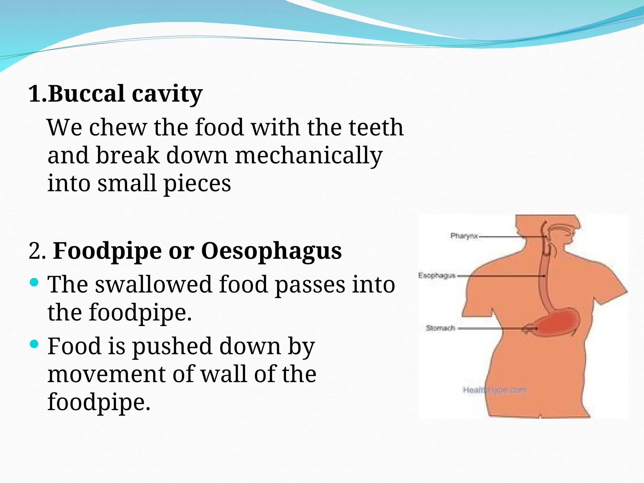1.Buccal cavity
We chew the food with the teeth
and break down mechanically
into small pieces
2. Foodpipe or Oesophagus
 The swallowed food passes into
the foodpipe.
 Food is pushed down by
movement of wall of the
foodpipe.
 