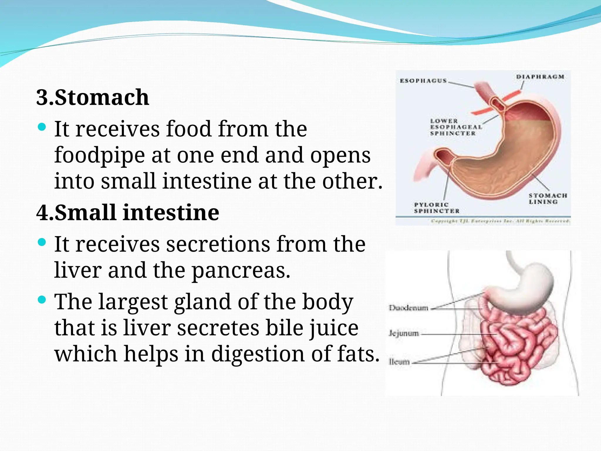 3.Stomach
 It receives food from the
foodpipe at one end and opens
into small intestine at the other.
4.Small intestine
 It receives secretions from the
liver and the pancreas.
 The largest gland of the body
that is liver secretes bile juice
which helps in digestion of fats.
 