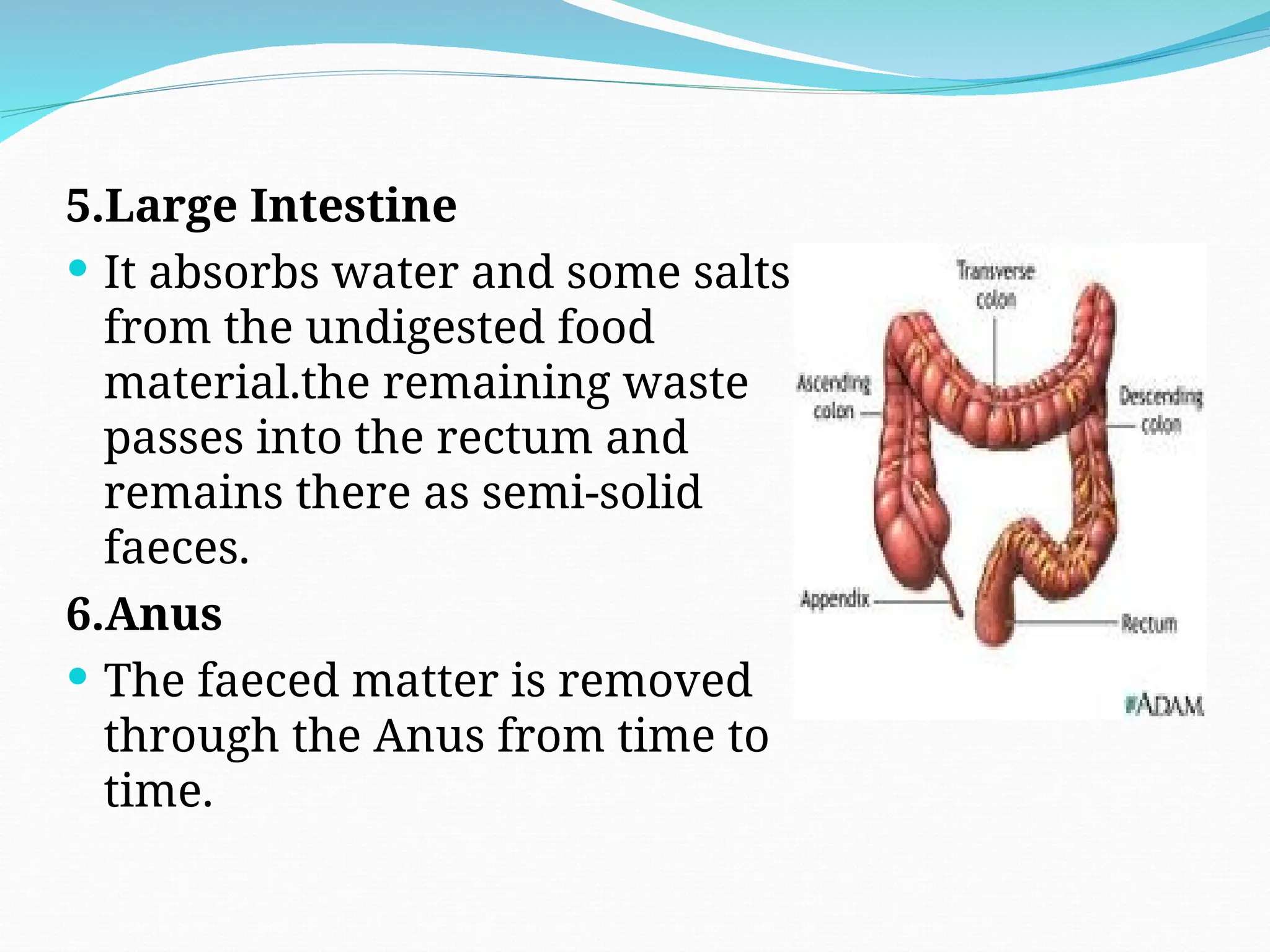 5.Large Intestine
 It absorbs water and some salts
from the undigested food
material.the remaining waste
passes into the rectum and
remains there as semi-solid
faeces.
6.Anus
 The faeced matter is removed
through the Anus from time to
time.
 