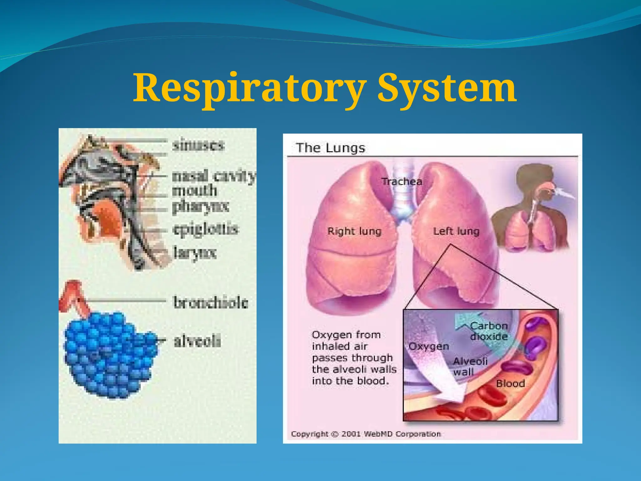 Respiratory System
 