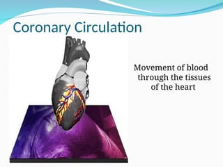 Coronary Circulation
Movement of blood
through the tissues
of the heart
 
