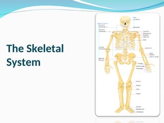 The Skeletal
System
 