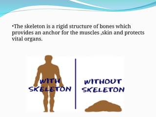 •The skeleton is a rigid structure of bones which
provides an anchor for the muscles ,skin and protects
vital organs.
 