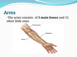 Arms
• The arms consists of 3 main bones and 15
other little ones.
 