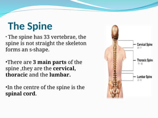 The Spine
• The spine has 33 vertebrae, the
spine is not straight the skeleton
forms an s-shape.
•There are 3 main parts of the
spine ,they are the cervical,
thoracic and the lumbar.
•In the centre of the spine is the
spinal cord.
 