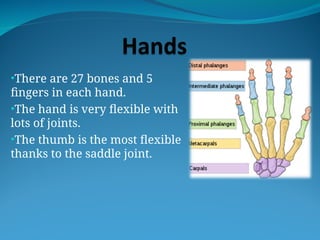 •There are 27 bones and 5
fingers in each hand.
•The hand is very flexible with
lots of joints.
•The thumb is the most flexible
thanks to the saddle joint.
 