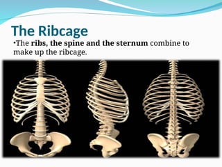The Ribcage
•The ribs, the spine and the sternum combine to
make up the ribcage.
 