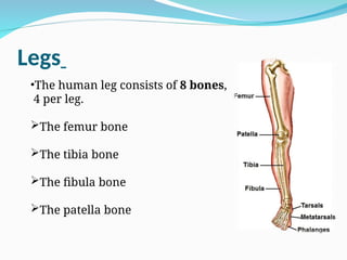 Legs
•The human leg consists of 8 bones,
4 per leg.
The femur bone
The tibia bone
The fibula bone
The patella bone
 