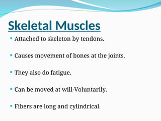 Skeletal Muscles
 Attached to skeleton by tendons.
 Causes movement of bones at the joints.
 They also do fatigue.
 Can be moved at will-Voluntarily.
 Fibers are long and cylindrical.
 