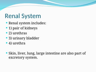 Renal System
 Renal system includes:
 1) pair of kidneys
 2) urethras
 3) urinary bladder
 4) urethra
 Skin, liver, lung, large intestine are also part of
excretory system.
 