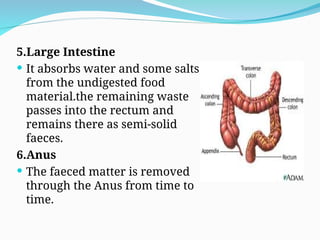 5.Large Intestine
 It absorbs water and some salts
from the undigested food
material.the remaining waste
passes into the rectum and
remains there as semi-solid
faeces.
6.Anus
 The faeced matter is removed
through the Anus from time to
time.
 