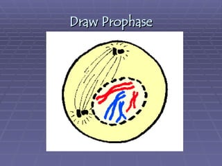 Prophase Example Science Interactive Activity grade 7 science 7 second quarter cell division | PPT