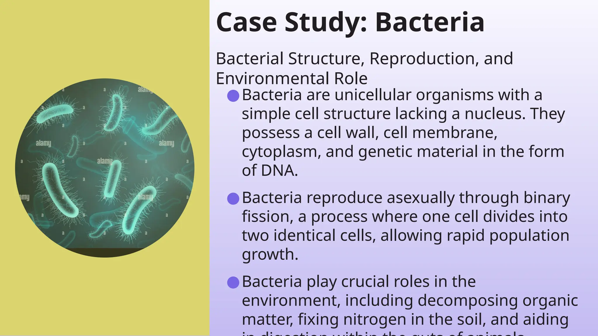 Case Study: Bacteria
●Bacteria are unicellular organisms with a
simple cell structure lacking a nucleus. They
possess a cell wall, cell membrane,
cytoplasm, and genetic material in the form
of DNA.
●Bacteria reproduce asexually through binary
fission, a process where one cell divides into
two identical cells, allowing rapid population
growth.
●Bacteria play crucial roles in the
environment, including decomposing organic
matter, fixing nitrogen in the soil, and aiding
Bacterial Structure, Reproduction, and
Environmental Role
 