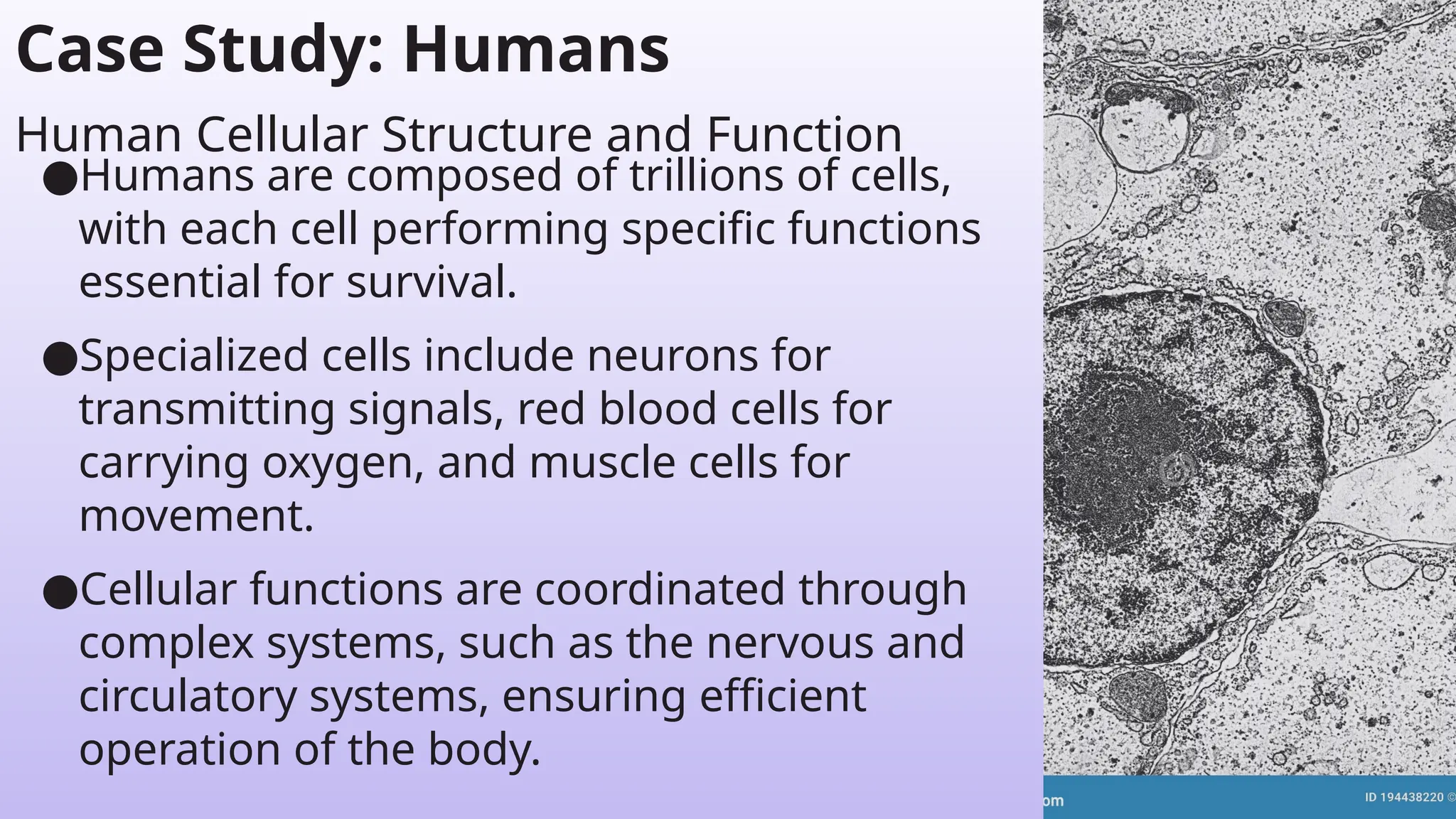 Case Study: Humans
●Humans are composed of trillions of cells,
with each cell performing specific functions
essential for survival.
●Specialized cells include neurons for
transmitting signals, red blood cells for
carrying oxygen, and muscle cells for
movement.
●Cellular functions are coordinated through
complex systems, such as the nervous and
circulatory systems, ensuring efficient
operation of the body.
Human Cellular Structure and Function
 