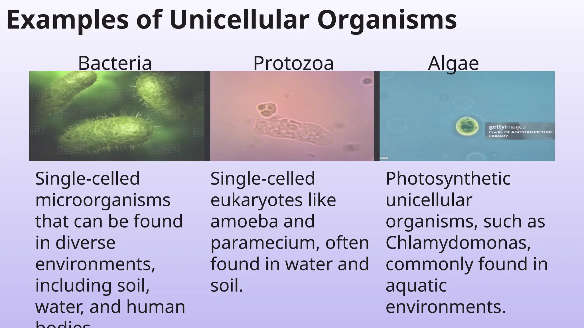 Examples of Unicellular Organisms
Single-celled
microorganisms
that can be found
in diverse
environments,
including soil,
water, and human
Bacteria
Single-celled
eukaryotes like
amoeba and
paramecium, often
found in water and
soil.
Protozoa
Photosynthetic
unicellular
organisms, such as
Chlamydomonas,
commonly found in
aquatic
environments.
Algae
 