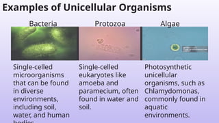 sci 7 q2 3 recognize that some organisms .PPT