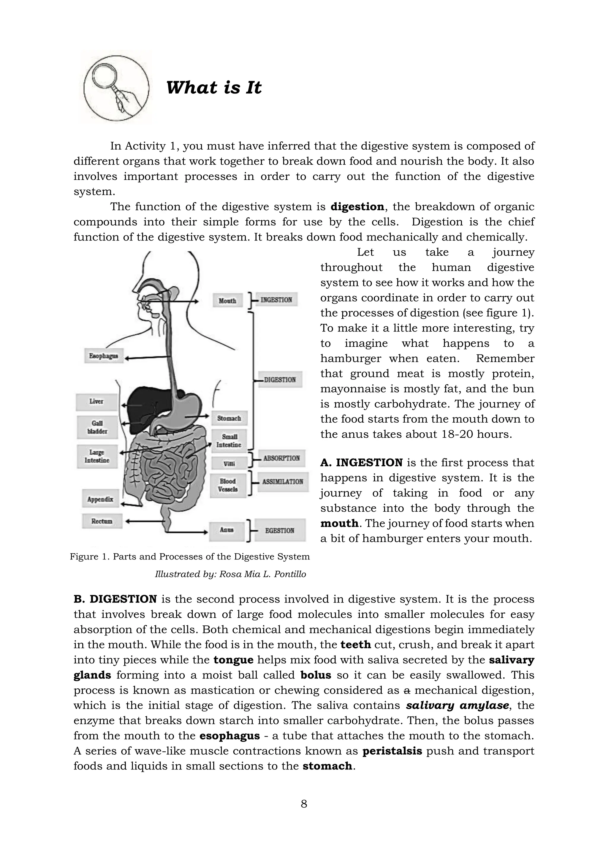 Grade 8 science module 1 4th quarter digestive system pdf
