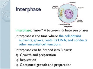 Powerpoint Interphase Sci 9 Lesson 1 Feb 21 - Ch 5.1 The Cell Cycle | PPT