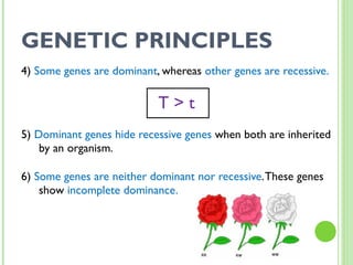 GENETIC PRINCIPLES 4)  Some genes are dominant , whereas  other genes are recessive. T > t 5)  Dominant genes hide recessive genes  when both are inherited by an organism. 6)  Some genes are neither dominant nor recessive . These genes show  incomplete dominance. 