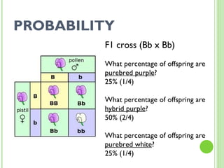 PROBABILITY F1 cross (Bb x Bb) What percentage of offspring are  purebred purple ? 25% (1/4) What percentage of offspring are  hybrid purple ? 50% (2/4) What percentage of offspring are  purebred white ? 25% (1/4) 