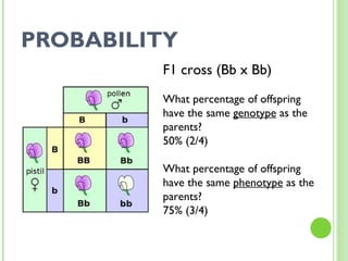 PROBABILITY F1 cross (Bb x Bb) What percentage of offspring have the same  genotype  as the parents? 50% (2/4) What percentage of offspring have the same  phenotype  as the parents? 75% (3/4) 
