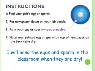 INSTRUCTIONS 1)  Find your pair’s egg or sperm. 2) Put newspaper down on your lab bench. 3) Paint your egg or sperm— get creative! 4) Place your painted egg or sperm on top of newspaper on the back table dry. I will hang the eggs and sperm in the classroom when they are dry! 