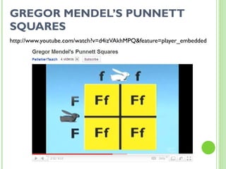 GREGOR MENDEL’S PUNNETT SQUARES http://www.youtube.com/watch?v=d4izVAkhMPQ&feature=player_embedded 
