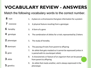 VOCABULARY REVIEW - ANSWERS Match the following vocabulary words to the correct number. 8  trait A place on a chromosome that gives information for a protein 7  recessive 2.  A physical feature resulting from a genotype 6   heredity 3.  A form of a gene 4   genotype 4.  The combination of alleles for a trait; represented by 2 letters  2   phenotype 5.  The study of heredity 9   dominant 6.  The passing of traits from parent to offspring 1   gene 7.  An allele that gets masked so it cannot be expressed (unless it is paired with its counterpart allele) 3   allele 8.  A characteristic or feature of an organism that can be passed from parent to offspring 5   genetics 9.  An allele that masks another, and is always expressed in the phenotype 
