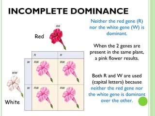 INCOMPLETE DOMINANCE Neither the red gene (R) nor the white gene (W) is dominant. When the 2 genes are present in the same plant, a pink flower results. Both R and W are used (capital letters) because  neither the red gene nor the white gene is dominant over the other. White Red 
