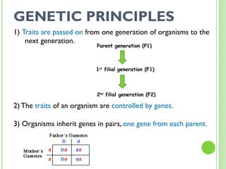 GENETIC PRINCIPLES 1)  Traits are passed on  from one generation of organisms to the next generation. 2) The  traits  of an organism are  controlled by genes. 3) Organisms inherit genes in pairs,  one gene from each parent. Parent generation (P1) 1 st  filial generation (F1) 2 nd  filial generation (F2) 