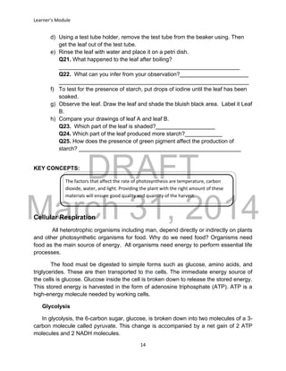 DRAFT
March 31, 2014
Learner’s Module
14
d) Using a test tube holder, remove the test tube from the beaker using. Then
get the leaf out of the test tube.
e) Rinse the leaf with water and place it on a petri dish.
Q21. What happened to the leaf after boiling?
__________________________________________________________
Q22. What can you infer from your observation?______________________
_____________________________________________________________
f) To test for the presence of starch, put drops of iodine until the leaf has been
soaked.
g) Observe the leaf. Draw the leaf and shade the bluish black area. Label it Leaf
B.
h) Compare your drawings of leaf A and leaf B.
Q23. Which part of the leaf is shaded?___________________
Q24. Which part of the leaf produced more starch?____________
Q25. How does the presence of green pigment affect the production of
starch? ____________________________________________________
KEY CONCEPTS:
Cellular Respiration
All heterotrophic organisms including man, depend directly or indirectly on plants
and other photosynthetic organisms for food. Why do we need food? Organisms need
food as the main source of energy. All organisms need energy to perform essential life
processes.
The food must be digested to simple forms such as glucose, amino acids, and
triglycerides. These are then transported to the cells. The immediate energy source of
the cells is glucose. Glucose inside the cell is broken down to release the stored energy.
This stored energy is harvested in the form of adenosine triphosphate (ATP). ATP is a
high-energy molecule needed by working cells.
Glycolysis
In glycolysis, the 6-carbon sugar, glucose, is broken down into two molecules of a 3-
carbon molecule called pyruvate. This change is accompanied by a net gain of 2 ATP
molecules and 2 NADH molecules.
The factors that affect the rate of photosynthesis are temperature, carbon
dioxide, water, and light. Providing the plant with the right amount of these
materials will ensure good quality and quantity of the harvest.
 