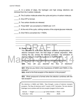 DRAFT
March 31, 2014
Learner’s Module
19
D. Pump it out!
You will watch a short video clip about oxidative phosphorylation or
electron transport chain, the final stage of cellular respiration. After
viewing the clip, answer the following questions. The animation of
electron transport chain can be viewed on the link below.
http://www.hartnell.edu/tutorials/biology/cellularrespiration.html
Q30. How will you describe the flow of electrons?
________________________________________________________
Q31. What do you think is the importance of NADH and FADH2 in the
process?_______________________________________________
Q32. What is the final acceptor of the electron in the process?
________________________________________________________
Q33. What compound is formed when the electron combines with the
last acceptor? ___________________________________________
_____ A. In a series of steps, the hydrogen and high energy electrons are
removed from the 2-carbon molecule.
_____ B. The 2-carbon molecule enters the cycle and joins a 4-carbon molecule.
_____ C. One ATP is formed.
_____ D. Two carbon dioxide are released.
_____ E. Three NAD+
are converted to 3 NADH and 3 H+
.
_____ F. At the end of the cycle, nothing remains of the original glucose molecule.
_____ G. One FAD is converted into 1 FADH2.
___________________________________________________________________________
___________________________________________________________________________
___________________________________________________________________________
___________________________________________________________________________
___________________________________________________________________________
The electrons in NADH and FADH2 flow through a series of electron transport
acceptors. The flow of electrons and H+
results in ATP formation. The last electron
(hydrogen ions) combine with the last acceptor (oxygen) to form water.
Glucose + Oxygen Carbon dioxide + Water + ATP
(C6H12O6) + (O2) (CO2) (H2O)
 