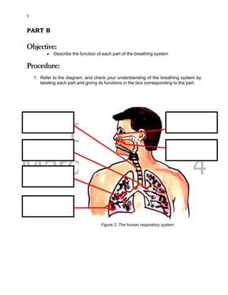 DRAFT
March 31, 2014
5
PART B
Objective:
 Describe the function of each part of the breathing system
Procedure:
1. Refer to the diagram, and check your understanding of the breathing system by
labeling each part and giving its functions in the box corresponding to the part.
Figure 2. The human respiratory system
 