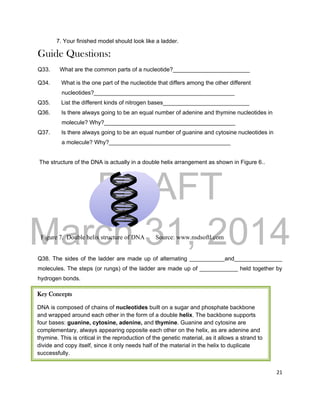 DRAFT
March 31, 2014
21
7. Your finished model should look like a ladder.
Guide Questions:
Q33. What are the common parts of a nucleotide?________________________
Q34. What is the one part of the nucleotide that differs among the other different
nucleotides?____________________________________________
Q35. List the different kinds of nitrogen bases___________________________
Q36. Is there always going to be an equal number of adenine and thymine nucleotides in
molecule? Why?_________________________________________
Q37. Is there always going to be an equal number of guanine and cytosine nucleotides in
a molecule? Why?______________________________________
The structure of the DNA is actually in a double helix arrangement as shown in Figure 6..
Figure 7. Double helix structure of DNA Source: www.nsdsoftl.com
Q38. The sides of the ladder are made up of alternating ___________and_______________
molecules. The steps (or rungs) of the ladder are made up of ____________ held together by
hydrogen bonds.
Key Concepts
DNA is composed of chains of nucleotides built on a sugar and phosphate backbone
and wrapped around each other in the form of a double helix. The backbone supports
four bases: guanine, cytosine, adenine, and thymine. Guanine and cytosine are
complementary, always appearing opposite each other on the helix, as are adenine and
thymine. This is critical in the reproduction of the genetic material, as it allows a strand to
divide and copy itself, since it only needs half of the material in the helix to duplicate
successfully.
 