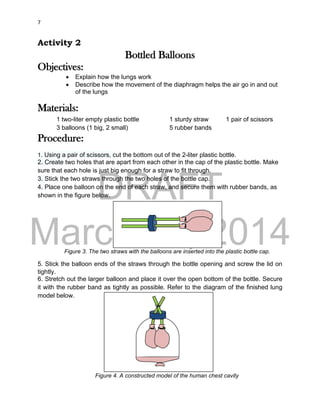 DRAFT
March 31, 2014
7
Activity 2
Bottled Balloons
Objectives:
 Explain how the lungs work
 Describe how the movement of the diaphragm helps the air go in and out
of the lungs
Materials:
1 two-liter empty plastic bottle
3 balloons (1 big, 2 small)
1 sturdy straw 1 pair of scissors
5 rubber bands
Procedure:
1. Using a pair of scissors, cut the bottom out of the 2-liter plastic bottle.
2. Create two holes that are apart from each other in the cap of the plastic bottle. Make
sure that each hole is just big enough for a straw to fit through.
3. Stick the two straws through the two holes of the bottle cap.
4. Place one balloon on the end of each straw, and secure them with rubber bands, as
shown in the figure below.
5. Stick the balloon ends of the straws through the bottle opening and screw the lid on
tightly.
6. Stretch out the larger balloon and place it over the open bottom of the bottle. Secure
it with the rubber band as tightly as possible. Refer to the diagram of the finished lung
model below.
Figure 3. The two straws with the balloons are inserted into the plastic bottle cap.
Figure 4. A constructed model of the human chest cavity
 