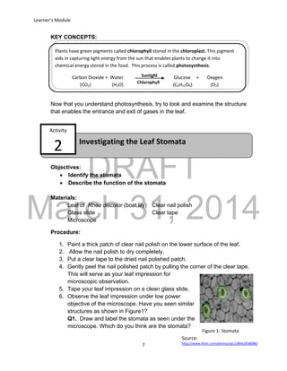 DRAFT
March 31, 2014
Learner’s Module
7
Figure 1: Stomata
Source:
http://www.flickr.com/photos/ajc1/8642458098/
Investigating the Leaf Stomata
Activity
2
Sunlight
KEY CONCEPTS:
Now that you understand photosynthesis, try to look and examine the structure
that enables the entrance and exit of gases in the leaf.
Objectives:
 Identify the stomata
 Describe the function of the stomata
Materials:
Leaf of Rheo discolor (boat lily) Clear nail polish
Glass slide Clear tape
Microscope
Procedure:
1. Paint a thick patch of clear nail polish on the lower surface of the leaf.
2. Allow the nail polish to dry completely.
3. Put a clear tape to the dried nail polished patch.
4. Gently peel the nail polished patch by pulling the corner of the clear tape.
This will serve as your leaf impression for
microscopic observation.
5. Tape your leaf impression on a clean glass slide.
6. Observe the leaf impression under low power
objective of the microscope. Have you seen similar
structures as shown in Figure1?
Q1. Draw and label the stomata as seen under the
microscope. Which do you think are the stomata?
Plants have green pigments called chlorophyll stored in the chloroplast. This pigment
aids in capturing light energy from the sun that enables plants to change it into
chemical energy stored in the food. This process is called photosynthesis.
Carbon Dioxide + Water Glucose + Oxygen
(CO2) (H2O) (C6H12O6) (O2)Chlorophyll
 