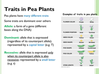 SCI 9 Lesson 1 Mar 15 - Introduction to Genetics | PPT
