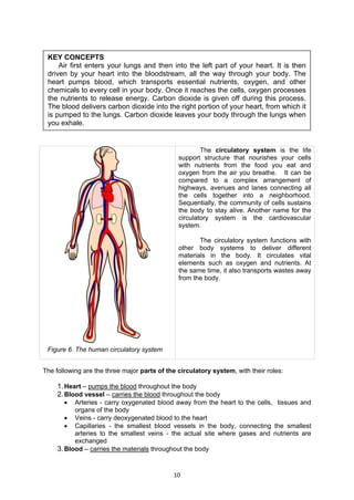 10
The circulatory system is the life
support structure that nourishes your cells
with nutrients from the food you eat and
oxygen from the air you breathe. It can be
compared to a complex arrangement of
highways, avenues and lanes connecting all
the cells together into a neighborhood.
Sequentially, the community of cells sustains
the body to stay alive. Another name for the
circulatory system is the cardiovascular
system.
The circulatory system functions with
other body systems to deliver different
materials in the body. It circulates vital
elements such as oxygen and nutrients. At
the same time, it also transports wastes away
from the body.
The following are the three major parts of the circulatory system, with their roles:
1.Heart – pumps the blood throughout the body
2.Blood vessel – carries the blood throughout the body
 Arteries - carry oxygenated blood away from the heart to the cells, tissues and
organs of the body
 Veins - carry deoxygenated blood to the heart
 Capillaries - the smallest blood vessels in the body, connecting the smallest
arteries to the smallest veins - the actual site where gases and nutrients are
exchanged
3.Blood – carries the materials throughout the body
Figure 6. The human circulatory system
KEY CONCEPTS
Air first enters your lungs and then into the left part of your heart. It is then
driven by your heart into the bloodstream, all the way through your body. The
heart pumps blood, which transports essential nutrients, oxygen, and other
chemicals to every cell in your body. Once it reaches the cells, oxygen processes
the nutrients to release energy. Carbon dioxide is given off during this process.
The blood delivers carbon dioxide into the right portion of your heart, from which it
is pumped to the lungs. Carbon dioxide leaves your body through the lungs when
you exhale.
 