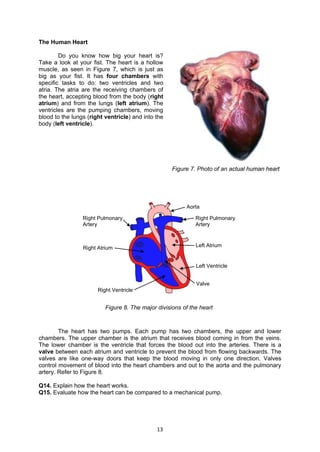 13
The Human Heart
Do you know how big your heart is?
Take a look at your fist. The heart is a hollow
muscle, as seen in Figure 7, which is just as
big as your fist. It has four chambers with
specific tasks to do: two ventricles and two
atria. The atria are the receiving chambers of
the heart, accepting blood from the body (right
atrium) and from the lungs (left atrium). The
ventricles are the pumping chambers, moving
blood to the lungs (right ventricle) and into the
body (left ventricle).
The heart has two pumps. Each pump has two chambers, the upper and lower
chambers. The upper chamber is the atrium that receives blood coming in from the veins.
The lower chamber is the ventricle that forces the blood out into the arteries. There is a
valve between each atrium and ventricle to prevent the blood from flowing backwards. The
valves are like one-way doors that keep the blood moving in only one direction. Valves
control movement of blood into the heart chambers and out to the aorta and the pulmonary
artery. Refer to Figure 8.
Q14. Explain how the heart works.
Q15. Evaluate how the heart can be compared to a mechanical pump.
Aorta
Right Pulmonary
Artery
Right Pulmonary
Artery
Left AtriumRight Atrium
Left Ventricle
Right Ventricle
Valve
Figure 8. The major divisions of the heart
Figure 7. Photo of an actual human heart
 