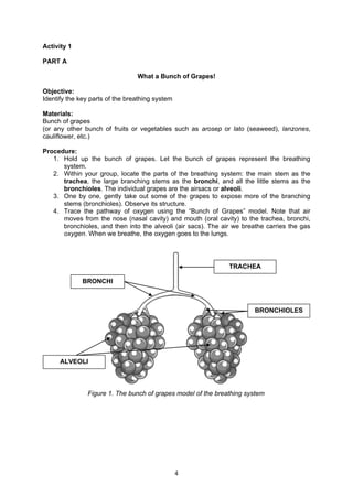 4
Activity 1
PART A
What a Bunch of Grapes!
Objective:
Identify the key parts of the breathing system
Materials:
Bunch of grapes
(or any other bunch of fruits or vegetables such as arosep or lato (seaweed), lanzones,
cauliflower, etc.)
Procedure:
1. Hold up the bunch of grapes. Let the bunch of grapes represent the breathing
system.
2. Within your group, locate the parts of the breathing system: the main stem as the
trachea, the large branching stems as the bronchi, and all the little stems as the
bronchioles. The individual grapes are the airsacs or alveoli.
3. One by one, gently take out some of the grapes to expose more of the branching
stems (bronchioles). Observe its structure.
4. Trace the pathway of oxygen using the “Bunch of Grapes” model. Note that air
moves from the nose (nasal cavity) and mouth (oral cavity) to the trachea, bronchi,
bronchioles, and then into the alveoli (air sacs). The air we breathe carries the gas
oxygen. When we breathe, the oxygen goes to the lungs.
Figure 1. The bunch of grapes model of the breathing system
TRACHEA
BRONCHI
BRONCHIOLES
ALVEOLI
 