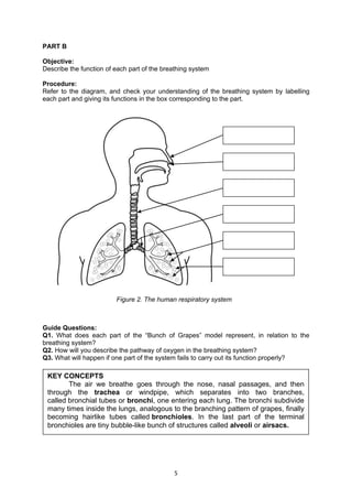 5
PART B
Objective:
Describe the function of each part of the breathing system
Procedure:
Refer to the diagram, and check your understanding of the breathing system by labelling
each part and giving its functions in the box corresponding to the part.
Guide Questions:
Q1. What does each part of the “Bunch of Grapes” model represent, in relation to the
breathing system?
Q2. How will you describe the pathway of oxygen in the breathing system?
Q3. What will happen if one part of the system fails to carry out its function properly?
Figure 2. The human respiratory system
KEY CONCEPTS
The air we breathe goes through the nose, nasal passages, and then
through the trachea or windpipe, which separates into two branches,
called bronchial tubes or bronchi, one entering each lung. The bronchi subdivide
many times inside the lungs, analogous to the branching pattern of grapes, finally
becoming hairlike tubes called bronchioles. In the last part of the terminal
bronchioles are tiny bubble-like bunch of structures called alveoli or airsacs.
 