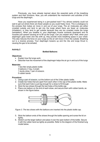 6
Previously, you have already learned about the essential parts of the breathing
system and their functions. Now, you will understand the mechanism and activities of the
lungs and the diaphragm.
Have you experienced being in a jam-packed train? You almost certainly could not
wait to get out where there are fewer people so you could freely move. This is analogous to
the process that makes air move in and out of your lungs. The air molecules are either
crowded outside and tend to get into the lungs where there are fewer air molecules
(inhalation), or they tend to get outside because they are too crowded inside the lungs
(exhalation). When you breathe in, your diaphragm muscle contracts downward and rib
muscles pull upward causing air to fill up the lungs. Can you explain why? Well, when your
diaphragm goes lower and ribs shift up, they provide more breathing space in your chest.
This also reduces the force on your lungs so the air will move in from the outside. Breathing
out is a reverse process. Your diaphragm loosens up and the ribs and lungs thrust in,
causing the gas to be exhaled.
Activity 2
Bottled Balloons
Objectives:
 Explain how the lungs work
 Describe how the movement of the diaphragm helps the air go in and out of the lungs
Materials:
1 two-liter empty plastic bottle
3 balloons (1 big, 2 small)
1 sturdy straw 1 pair of scissors
5 rubber bands
Procedure:
1. Using a pair of scissors, cut the bottom out of the 2-liter plastic bottle.
2. Create two holes that are apart from each other in the cap of the plastic bottle. Make
sure that each hole is just big enough for a straw to fit through.
3. Stick the two straws through the two holes of the bottle cap.
4. Place one balloon on the end of each straw, and secure them with rubber bands, as
shown in the figure below.
5. Stick the balloon ends of the straws through the bottle opening and screw the lid on
tightly.
6. Stretch out the larger balloon and place it over the open bottom of the bottle. Secure
it with the rubber band as tightly as possible. Refer to the diagram of the finished lung
model below.
Figure 3. The two straws with the balloons are inserted into the plastic bottle cap.
 