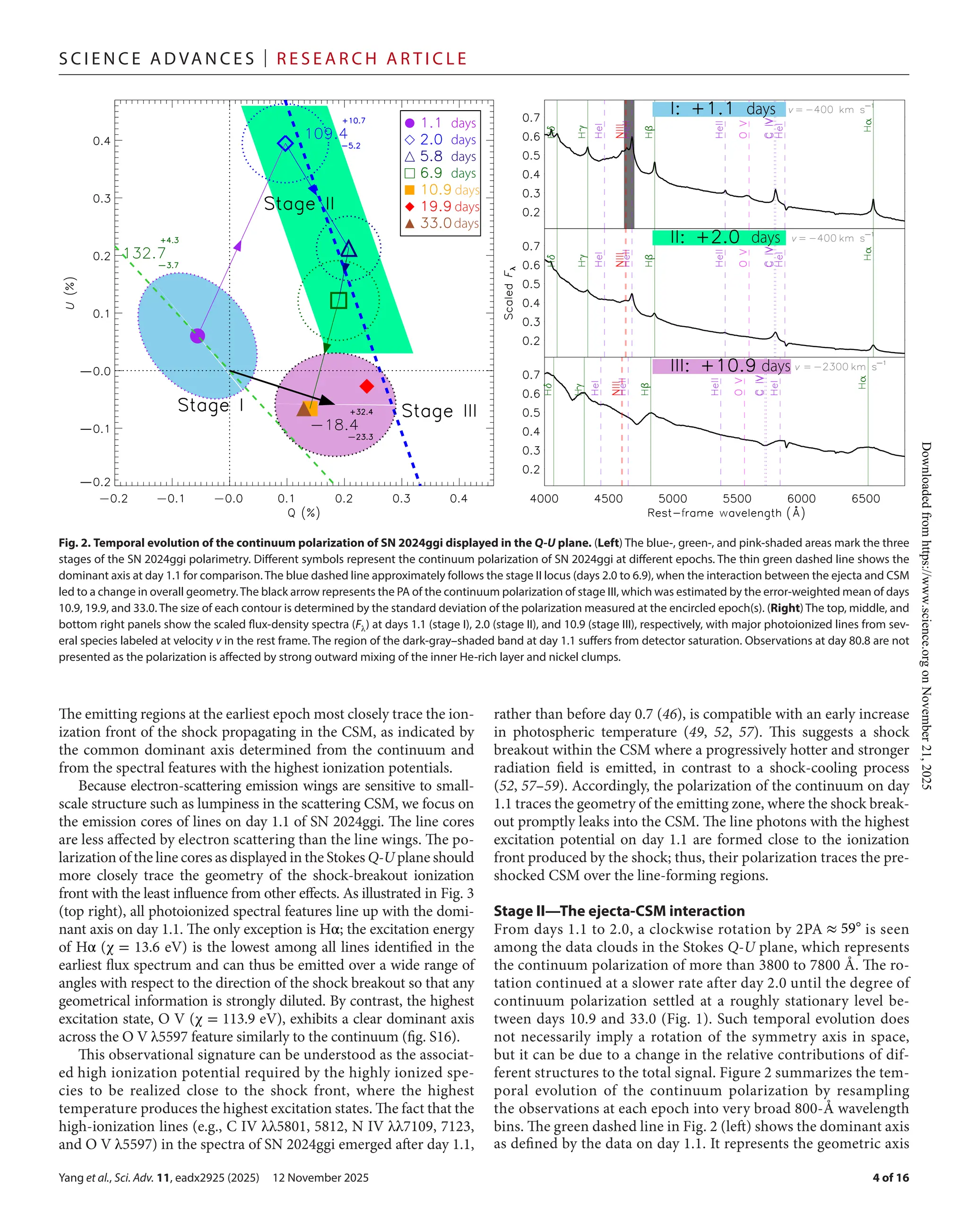 Yang et al., Sci. Adv. 11, eadx2925 (2025) 12 November 2025
S c i e n c e A d van c e s | R e s e ar c h A r t i c l e
4 of 16
The emitting regions at the earliest epoch most closely trace the ion-
ization front of the shock propagating in the CSM, as indicated by
the common dominant axis determined from the continuum and
from the spectral features with the highest ionization potentials.
Because electron-­
scattering emission wings are sensitive to small-­
scale structure such as lumpiness in the scattering CSM, we focus on
the emission cores of lines on day 1.1 of SN 2024ggi. The line cores
are less affected by electron scattering than the line wings. The po-
larization of the line cores as displayed in the Stokes Q-­U plane should
more closely trace the geometry of the shock-­
breakout ionization
front with the least influence from other effects. As illustrated in Fig. 3
(top right), all photoionized spectral features line up with the domi-
nant axis on day 1.1. The only exception is Hα; the excitation energy
of Hα (χ = 13.6 eV) is the lowest among all lines identified in the
earliest flux spectrum and can thus be emitted over a wide range of
angles with respect to the direction of the shock breakout so that any
geometrical information is strongly diluted. By contrast, the highest
excitation state, O V (χ = 113.9 eV), exhibits a clear dominant axis
across the O V λ5597 feature similarly to the continuum (fig. S16).
This observational signature can be understood as the associat-
ed high ionization potential required by the highly ionized spe-
cies to be realized close to the shock front, where the highest
temperature produces the highest excitation states. The fact that the
high-­
ionization lines (e.g., C IV λλ5801, 5812, N IV λλ7109, 7123,
and O V λ5597) in the spectra of SN 2024ggi emerged after day 1.1,
rather than before day 0.7 (46), is compatible with an early increase
in photospheric temperature (49, 52, 57). This suggests a shock
breakout within the CSM where a progressively hotter and stronger
radiation field is emitted, in contrast to a shock-­
cooling process
(52, 57–59). Accordingly, the polarization of the continuum on day
1.1 traces the geometry of the emitting zone, where the shock break-
out promptly leaks into the CSM. The line photons with the highest
excitation potential on day 1.1 are formed close to the ionization
front produced by the shock; thus, their polarization traces the pre-­
shocked CSM over the line-­
forming regions.
Stage II—The ejecta-­
CSM interaction
From days 1.1 to 2.0, a clockwise rotation by 2PA ≈ 59◦
is seen
among the data clouds in the Stokes Q-­U plane, which represents
the continuum polarization of more than 3800 to 7800 Å. The ro-
tation continued at a slower rate after day 2.0 until the degree of
continuum polarization settled at a roughly stationary level be-
tween days 10.9 and 33.0 (Fig. 1). Such temporal evolution does
not necessarily imply a rotation of the symmetry axis in space,
but it can be due to a change in the relative contributions of dif-
ferent structures to the total signal. Figure 2 summarizes the tem-
poral evolution of the continuum polarization by resampling
the observations at each epoch into very broad 800-­
Å wavelength
bins. The green dashed line in Fig. 2 (left) shows the dominant axis
as defined by the data on day 1.1. It represents the geometric axis
Fig. 2. Temporal evolution of the continuum polarization of SN 2024ggi displayed in the Q-­U plane. (Left) The blue-­
, green-­
, and pink-­
shaded areas mark the three
stages of the SN 2024ggi polarimetry. Different symbols represent the continuum polarization of SN 2024ggi at different epochs. The thin green dashed line shows the
dominant axis at day 1.1 for comparison. The blue dashed line approximately follows the stage II locus (days 2.0 to 6.9), when the interaction between the ejecta and CSM
led to a change in overall geometry.The black arrow represents the PA of the continuum polarization of stage III, which was estimated by the error-­weighted mean of days
10.9, 19.9, and 33.0. The size of each contour is determined by the standard deviation of the polarization measured at the encircled epoch(s). (Right) The top, middle, and
bottom right panels show the scaled flux-­
density spectra (Fλ) at days 1.1 (stage I), 2.0 (stage II), and 10.9 (stage III), respectively, with major photoionized lines from sev-
eral species labeled at velocity v in the rest frame. The region of the dark-­
gray–shaded band at day 1.1 suffers from detector saturation. Observations at day 80.8 are not
presented as the polarization is affected by strong outward mixing of the inner He-­
rich layer and nickel clumps.
Downloaded
from
https://www.science.org
on
November
21,
2025
 