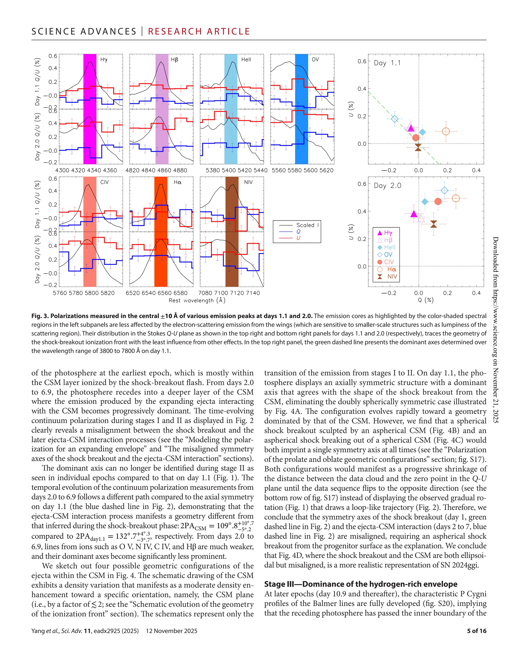Yang et al., Sci. Adv. 11, eadx2925 (2025) 12 November 2025
S c i e n c e A d van c e s | R e s e ar c h A r t i c l e
5 of 16
of the photosphere at the earliest epoch, which is mostly within
the CSM layer ionized by the shock-­
breakout flash. From days 2.0
to 6.9, the photosphere recedes into a deeper layer of the CSM
where the emission produced by the expanding ejecta interacting
with the CSM becomes progressively dominant. The time-­
evolving
continuum polarization during stages I and II as displayed in Fig. 2
clearly reveals a misalignment between the shock breakout and the
later ejecta-­
CSM interaction processes (see the “Modeling the polar-
ization for an expanding envelope” and “The misaligned symmetry
axes of the shock breakout and the ejecta-­
CSM interaction” sections).
The dominant axis can no longer be identified during stage II as
seen in individual epochs compared to that on day 1.1 (Fig. 1). The
temporal evolution of the continuum polarization measurements from
days 2.0 to 6.9 follows a different path compared to the axial symmetry
on day 1.1 (the blue dashed line in Fig. 2), demonstrating that the
ejecta-­
CSM interaction process manifests a geometry different from
that inferred during the shock-­
breakout phase:2PACSM = 109◦
.8+10◦
.7
−5◦.2
compared to 2PAday1.1 = 132◦
.7+4◦.3
−3◦.7
, respectively. From days 2.0 to
6.9, lines from ions such as O V, N IV, C IV, and Hβ are much weaker,
and their dominant axes become significantly less prominent.
We sketch out four possible geometric configurations of the
ejecta within the CSM in Fig. 4. The schematic drawing of the CSM
exhibits a density variation that manifests as a moderate density en-
hancement toward a specific orientation, namely, the CSM plane
(i.e., by a factor of≲2; see the “Schematic evolution of the geometry
of the ionization front” section). The schematics represent only the
transition of the emission from stages I to II. On day 1.1, the pho-
tosphere displays an axially symmetric structure with a dominant
axis that agrees with the shape of the shock breakout from the
CSM, eliminating the doubly spherically symmetric case illustrated
by Fig. 4A. The configuration evolves rapidly toward a geometry
dominated by that of the CSM. However, we find that a spherical
shock breakout sculpted by an aspherical CSM (Fig. 4B) and an
aspherical shock breaking out of a spherical CSM (Fig. 4C) would
both imprint a single symmetry axis at all times (see the “Polarization
of the prolate and oblate geometric configurations” section; fig. S17).
Both configurations would manifest as a progressive shrinkage of
the distance between the data cloud and the zero point in the Q-­U
plane until the data sequence flips to the opposite direction (see the
bottom row of fig. S17) instead of displaying the observed gradual ro-
tation (Fig. 1) that draws a loop-­
like trajectory (Fig. 2). Therefore, we
conclude that the symmetry axes of the shock breakout (day 1, green
dashed line in Fig. 2) and the ejecta-­
CSM interaction (days 2 to 7, blue
dashed line in Fig. 2) are misaligned, requiring an aspherical shock
breakout from the progenitor surface as the explanation. We conclude
that Fig. 4D, where the shock breakout and the CSM are both ellipsoi-
dal but misaligned, is a more realistic representation of SN 2024ggi.
Stage III—Dominance of the hydrogen-­
rich envelope
At later epochs (day 10.9 and thereafter), the characteristic P Cygni
profiles of the Balmer lines are fully developed (fig. S20), implying
that the receding photosphere has passed the inner boundary of the
Fig. 3. Polarizations measured in the central ±10 Å of various emission peaks at days 1.1 and 2.0. The emission cores as highlighted by the color-­
shaded spectral
regions in the left subpanels are less affected by the electron-­
scattering emission from the wings (which are sensitive to smaller-­
scale structures such as lumpiness of the
scattering region). Their distribution in the Stokes Q-­U plane as shown in the top right and bottom right panels for days 1.1 and 2.0 (respectively), traces the geometry of
the shock-­
breakout ionization front with the least influence from other effects. In the top right panel, the green dashed line presents the dominant axes determined over
the wavelength range of 3800 to 7800 Å on day 1.1.
Downloaded
from
https://www.science.org
on
November
21,
2025
 