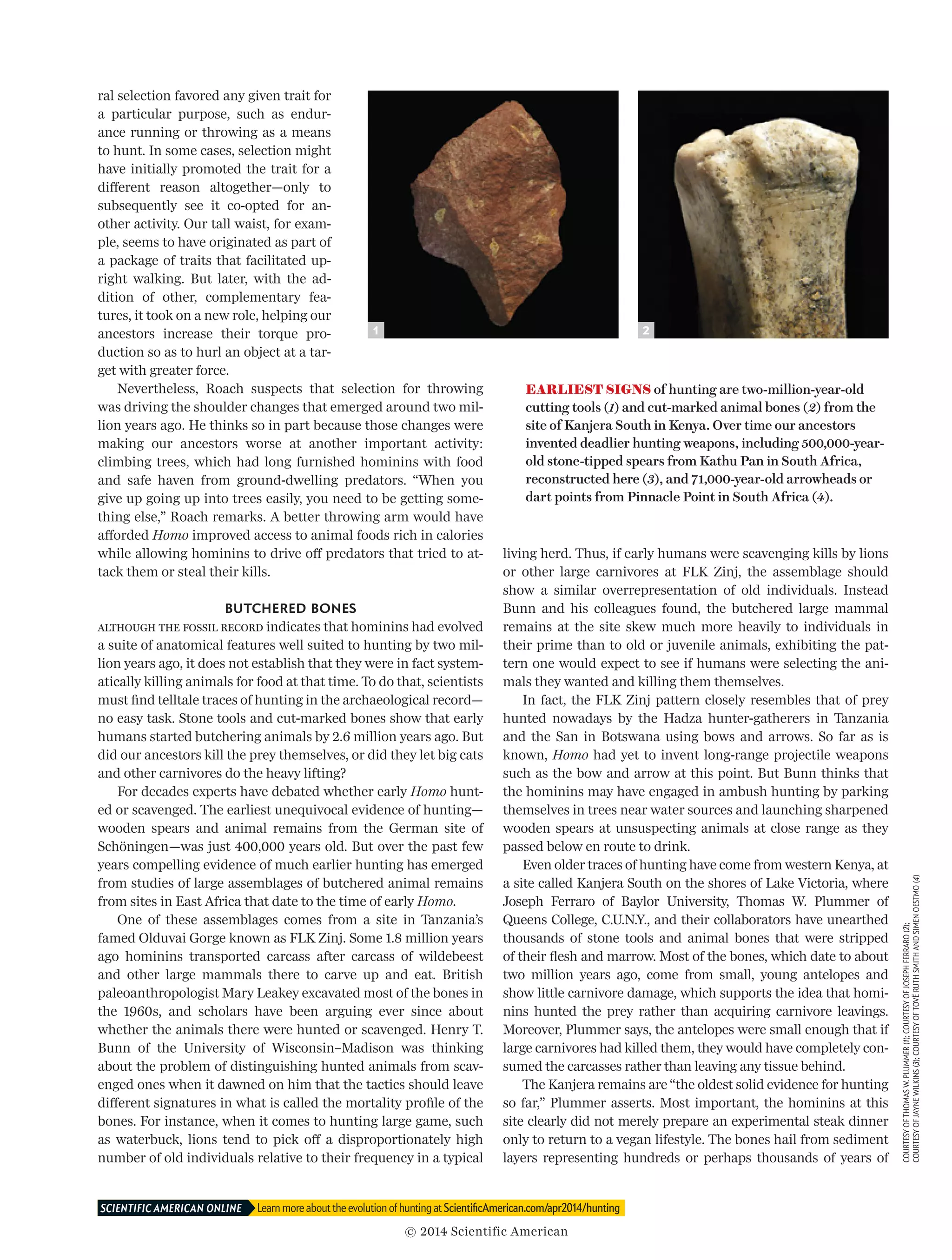 ral selection favored any given trait for
a particular purpose, such as endur-
ance running or throwing as a means
to hunt. In some cases, selection might
have initially promoted the trait for a
different reason altogether—only to
subsequently see it co-opted for an­­
other activity. Our tall waist, for exam-
ple, seems to have originated as part of
a package of traits that facilitated up­­
right walking. But later, with the ad­­
dition of other, complementary fea-
tures, it took on a new role, helping our
ancestors increase their torque pro-
duction so as to hurl an object at a tar-
get with greater force.
Nevertheless, Roach suspects that selection for throwing
was driving the shoulder changes that emerged around two mil-
lion years ago. He thinks so in part because those changes were
making our ancestors worse at another important activity:
climbing trees, which had long furnished hominins with food
and safe haven from ground-dwelling predators. “When you
give up go­­ing up into trees easily, you need to be getting some-
thing else,” Roach remarks. A better throwing arm would have
afforded Homo improved access to animal foods rich in calories
while al­­lowing hominins to drive off predators that tried to at­­
tack them or steal their kills.
BUTCHERED BONES
Although the fossil record indicates that hominins had evolved
a suite of anatomical features well suited to hunting by two mil-
lion years ago, it does not establish that they were in fact system-
atically killing animals for food at that time. To do that, scientists
must find telltale traces of hunting in the archaeological record—
no easy task. Stone tools and cut-marked bones show that early
humans started butchering animals by 2.6 million years ago. But
did our ancestors kill the prey themselves, or did they let big cats
and other carnivores do the heavy lifting?
For decades experts have debated whether early Homo hunt-
ed or scavenged. The earliest unequivocal evidence of hunting—
wooden spears and animal remains from the German site of
Schöningen—was just 400,000 years old. But over the past few
years compelling evidence of much earlier hunting has emerged
from studies of large assemblages of butchered animal remains
from sites in East Africa that date to the time of early Homo.
One of these assemblages comes from a site in Tanzania’s
famed Olduvai Gorge known as FLK Zinj. Some 1.8 million years
ago hominins transported carcass after carcass of wildebeest
and other large mammals there to carve up and eat. British
paleoanthropologist Mary Leakey excavated most of the bones in
the 1960s, and scholars have been arguing ever since about
whether the animals there were hunted or scavenged. Henry T.
Bunn of the University of Wisconsin–Madison was thinking
about the problem of distinguishing hunted animals from scav-
enged ones when it dawned on him that the tactics should leave
different signatures in what is called the mortality profile of the
bones. For instance, when it comes to hunting large game, such
as waterbuck, lions tend to pick off a disproportionately high
number of old individuals relative to their frequency in a typical
living herd. Thus, if early humans were scavenging kills by lions
or other large carnivores at FLK Zinj, the assemblage should
show a similar overrepresentation of old individuals. Instead
Bunn and his colleagues found, the butchered large mammal
remains at the site skew much more heavily to individuals in
their prime than to old or juvenile animals, exhibiting the pat-
tern one would expect to see if humans were selecting the ani-
mals they wanted and killing them themselves.
In fact, the FLK Zinj pattern closely resembles that of prey
hunted nowadays by the Hadza hunter-gatherers in Tanzania
and the San in Botswana using bows and arrows. So far as is
known, Homo had yet to invent long-range projectile weapons
such as the bow and arrow at this point. But Bunn thinks that
the hominins may have engaged in ambush hunting by parking
themselves in trees near water sources and launching sharpened
wooden spears at unsuspecting animals at close range as they
passed below en route to drink.
Even older traces of hunting have come from western Kenya, at
a site called Kanjera South on the shores of Lake Victoria, where
Joseph Ferraro of Baylor University, Thomas W. Plummer of
Queens College, C.U.N.Y., and their collaborators have unearthed
thousands of stone tools and animal bones that were stripped
of their flesh and marrow. Most of the bones, which date to about
two million years ago, come from small, young an­­telopes and
show little carnivore damage, which supports the idea that homi-
nins hunted the prey rather than acquiring carnivore leavings.
Moreover, Plummer says, the antelopes were small enough that if
large carnivores had killed them, they would have completely con-
sumed the carcasses rather than leaving any tissue behind.
The Kanjera remains are “the oldest solid evidence for hunting
so far,” Plummer asserts. Most important, the hominins at this
site clearly did not merely prepare an experimental steak dinner
only to return to a vegan lifestyle. The bones hail from sediment
layers representing hundreds or perhaps thousands of years of
EARLIEST SIGNS of hunting are two-million-year-old
cutting tools (1) and cut-marked animal bones (2) from the
site of Kanjera South in Kenya. Over time our ancestors
invented deadlier hunting weapons, including 500,000-year-
old stone-tipped spears from Kathu Pan in South Africa,
reconstructed here (3), and 71,000-year-old arrowheads or
dart points from Pinnacle Point in South Africa (4).
1 2
COURTESYOFTHOMASW.PLUMMER(1);COURTESYOFJOSEPHFERRARO(2);
COURTESYOFJAYNEWILKINS(3);COURTESYOFTOVËRUTHSMITHANDSIMENOESTMO(4)
Learn more about the evolution of hunting at ScientificAmerican.com/apr2014/huntingSCIENTIFIC AMERICAN ONLINE 	
© 2014 Scientific American
 