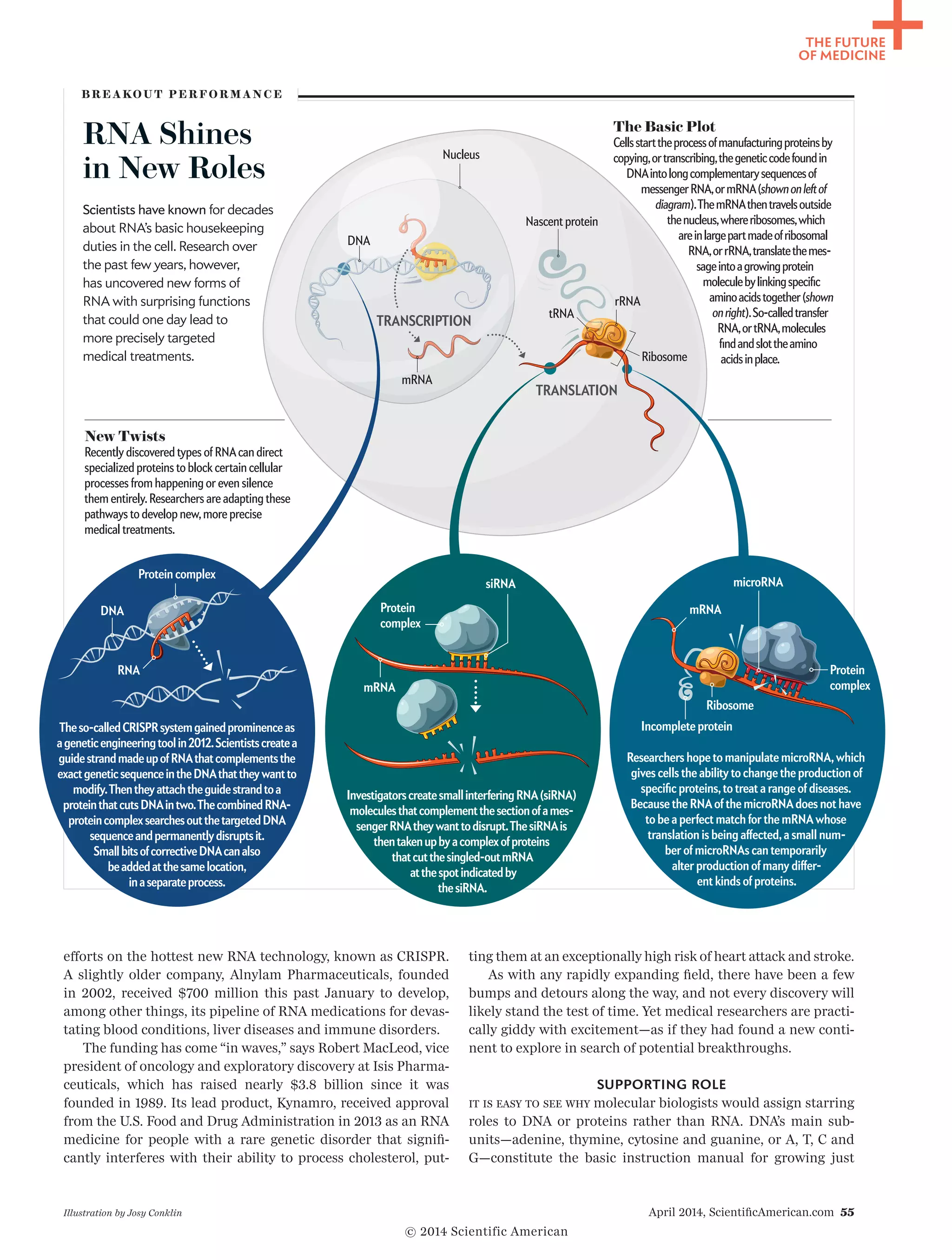 April 2014, ScientificAmerican.com 55
THE FUTURE
OF MEDICINE
efforts on the hottest new RNA technology, known as CRISPR.
A slightly older company, Alnylam Pharmaceuticals, founded
in 2002, received $700 million this past January to develop,
among other things, its pipeline of RNA medications for devas-
tating blood conditions, liver diseases and immune disorders.
The funding has come “in waves,” says Robert MacLeod, vice
president of oncology and exploratory discovery at Isis Pharma-
ceuticals, which has raised nearly $3.8 billion since it was
founded in 1989. Its lead product, Kynamro, received approval
from the U.S. Food and Drug Administration in 2013 as an RNA
medicine for people with a rare genetic disorder that signifi-
cantly interferes with their ability to process cholesterol, put-
ting them at an exceptionally high risk of heart attack and stroke.
As with any rapidly expanding field, there have been a few
bumps and detours along the way, and not every discovery will
likely stand the test of time. Yet medical researchers are practi-
cally giddy with excitement—as if they had found a new conti-
nent to explore in search of potential breakthroughs.
SUPPORTING ROLE
It is easy to see why molecular biologists would assign starring
roles to DNA or proteins rather than RNA. DNA’s main sub-
units—adenine, thymine, cytosine and guanine, or A, T, C and
G—constitute the basic instruction manual for growing just
Illustration by Josy Conklin
Theso-calledCRISPRsystemgainedprominenceas
ageneticengineeringtoolin2012.Scientistscreatea
guidestrandmadeupofRNAthatcomplementsthe
exactgeneticsequenceintheDNAthattheywantto
modify.Thentheyattachtheguidestrandtoa
proteinthatcutsDNAintwo.ThecombinedRNA-
proteincomplexsearchesoutthetargetedDNA
sequenceandpermanentlydisruptsit.
SmallbitsofcorrectiveDNAcanalso
beaddedatthesamelocation,
inaseparateprocess.
RNA Shines
in New Roles
Scientists have known for decades
about RNA’s basic housekeeping
duties in the cell. Research over
the past few years, however,
has uncovered new forms of
RNA with surprising functions
that could one day lead to
more precisely targeted
medical treatments.
B R E A KO U T P E R F O R M A N C E
The Basic Plot
Cellsstarttheprocessofmanufacturingproteinsby
copying,ortranscribing,thegeneticcodefoundin
DNAintolongcom­plementarysequencesof
messengerRNA,ormRNA(shownonleftof
diagram).ThemRNAthentravelsoutside
thenucleus,whereribosomes,which
areinlargepartmadeofribosomal
RNA,orrRNA,translatethemes-
sageintoagrowingprotein
moleculebylinkingspecific
aminoacidstogether(shown
onright).So-calledtransfer
RNA,ortRNA,molecules
findandslottheamino
acidsinplace.
New Twists
Recently discovered types of RNAcan direct
specialized proteins to block certain cellular
processes from happening or even silence
them entirely.Researchers are adapting these
pathways to develop new,more precise
medical treatments.
tRNA
rRNA
TRANSLATION
mRNA
DNA
Nucleus
Nascent protein
Ribosome
InvestigatorscreatesmallinterferingRNA(siRNA)
moleculesthatcomplementthesectionofames-
sengerRNAtheywanttodisrupt.ThesiRNAis
thentakenupbyacomplexofproteins
thatcutthesingled-outmRNA
atthespotindicatedby
thesiRNA.
Protein
complex
siRNA
mRNA
Researchers hope to manipulate microRNA,which
gives cells the ability to change the production of
specific proteins,to treat a range of diseases.
Because the RNAof the microRNAdoes not have
to be a perfect match for the mRNAwhose
translation is being affected,a small num-
ber of microRNAs can temporarily
alter production of many differ-
ent kinds of proteins.
microRNA
Protein
complex
Ribosome
mRNA
Incomplete protein
Protein complex
RNA
DNA
TRANSCRIPTION
© 2014 Scientific American
 