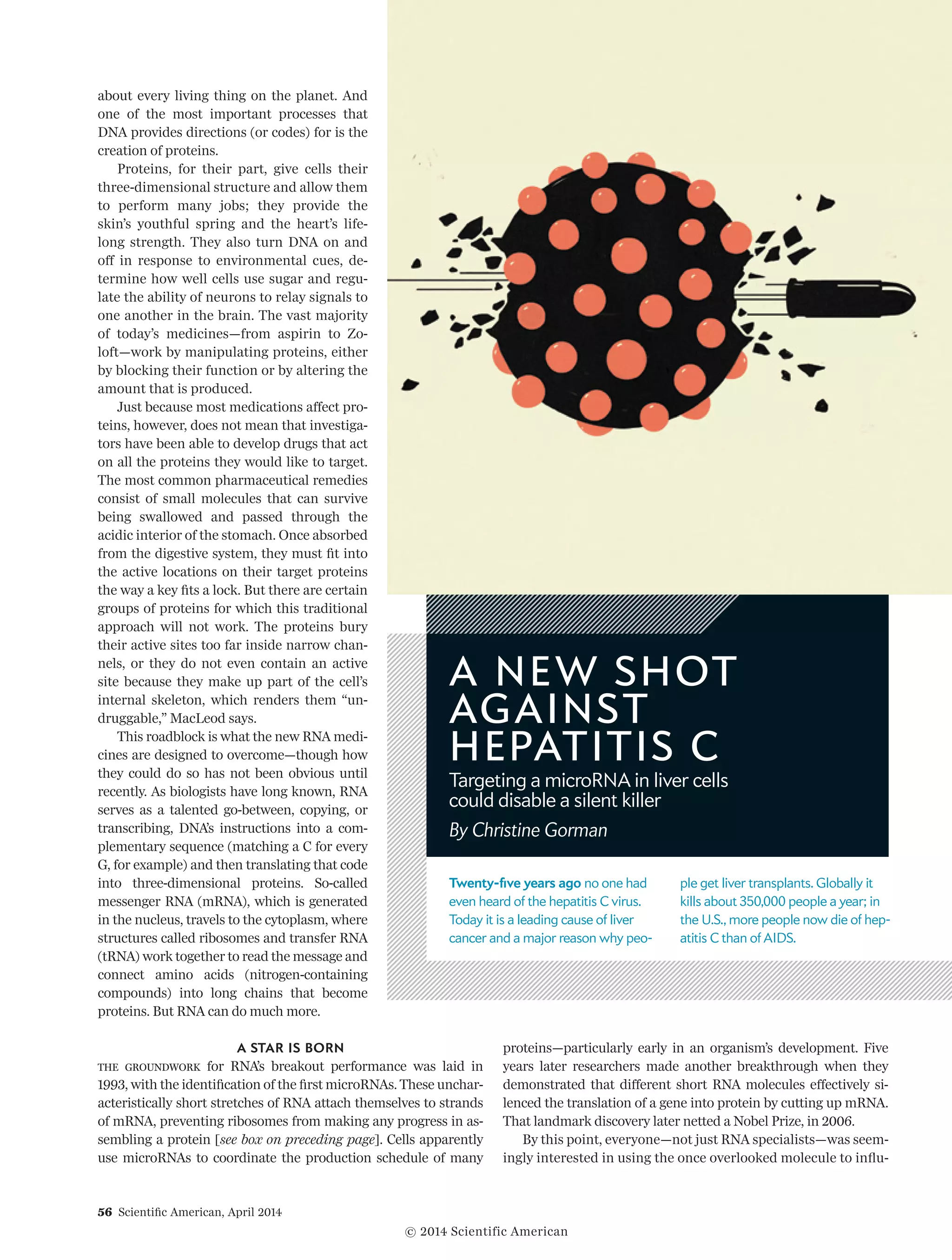about every living thing on the planet. And
one of the most important processes that
DNA provides directions (or codes) for is the
creation of proteins.
Proteins, for their part, give cells their
three-dimensional structure and allow them
to perform many jobs; they provide the
skin’s youthful spring and the heart’s life-
long strength. They also turn DNA on and
off in response to environmental cues, de­­
termine how well cells use sugar and regu-
late the ability of neurons to relay signals to
one another in the brain. The vast majority
of today’s medicines—from aspirin to Zo­­
loft—work by manipulating proteins, either
by blocking their function or by altering the
amount that is produced.
Just because most medications affect pro-
teins, however, does not mean that investiga-
tors have been able to develop drugs that act
on all the proteins they would like to target.
The most common pharmaceutical remedies
consist of small molecules that can survive
being swallowed and passed through the
acidic interior of the stomach. Once absorbed
from the digestive system, they must fit into
the active locations on their target proteins
the way a key fits a lock. But there are certain
groups of proteins for which this traditional
approach will not work. The proteins bury
their active sites too far inside narrow chan-
nels, or they do not even contain an active
site because they make up part of the cell’s
internal skeleton, which renders them “un­­
druggable,” MacLeod says.
This roadblock is what the new RNA medi-
cines are designed to overcome—though how
they could do so has not been obvious until
recently. As biologists have long known, RNA
serves as a talented go-between, copying, or
transcribing, DNA’s instructions into a com-
plementary sequence (matching a C for every
G, for example) and then translating that code
into three-dimensional proteins. So-called
messenger RNA (mRNA), which is generated
in the nucleus, travels to the cytoplasm, where
structures called ribosomes and transfer RNA
(tRNA) work together to read the message and
connect amino acids (nitrogen-containing
compounds) into long chains that become
proteins. But RNA can do much more.
A STAR IS BORN
The groundwork for RNA’s breakout performance was laid in
1993, with the identification of the first microRNAs. These unchar-
acteristically short stretches of RNA attach themselves to strands
of mRNA, preventing ribosomes from making any progress in as­­
sembling a protein [see box on preceding page]. Cells apparently
use microRNAs to coordinate the production schedule of many
proteins—particularly early in an organism’s development. Five
years later researchers made another breakthrough when they
demonstrated that different short RNA molecules effectively si­­
lenced the translation of a gene into protein by cutting up mRNA.
That landmark discovery later netted a Nobel Prize, in 2006.
By this point, everyone—not just RNA specialists—was seem-
ingly interested in using the once overlooked molecule to influ-
Twenty-five years ago no one had
even heard of the hepatitis C virus.
Today it is a leading cause of liver
cancer and a major reason why peo­
ple get liver transplants. Globally it
kills about 350,000 people a year; in
the U.S., more people now die of hep­
atitis C than of AIDS.
A NEW SHOT
AGAINST
HEPATITIS C
Targeting a microRNA in liver cells
could disable a silent killer
By Christine Gorman
56  Scientific American, April 2014
© 2014 Scientific American
 