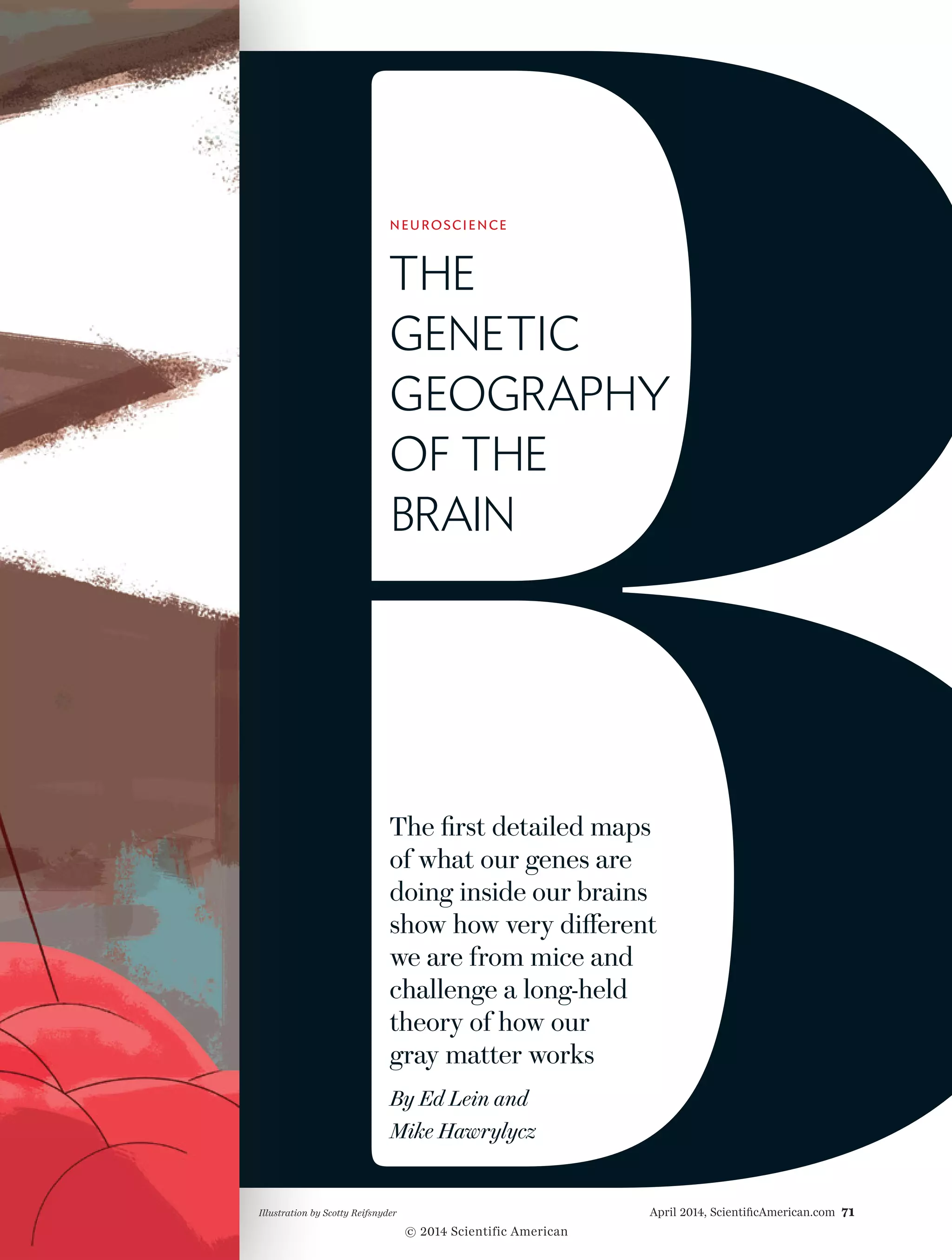 NEUROSCIENCE
THE
GENETIC
GEOGRAPHY
OF THE
BRAIN
The first detailed maps
of what our genes are
doing inside our brains
show how very different
we are from mice and
challenge a long-held
theory of how our
gray matter works
By Ed Lein and
Mike Hawrylycz
April 2014, ScientificAmerican.com 71Illustration by Scotty Reifsnyder
© 2014 Scientific American
 