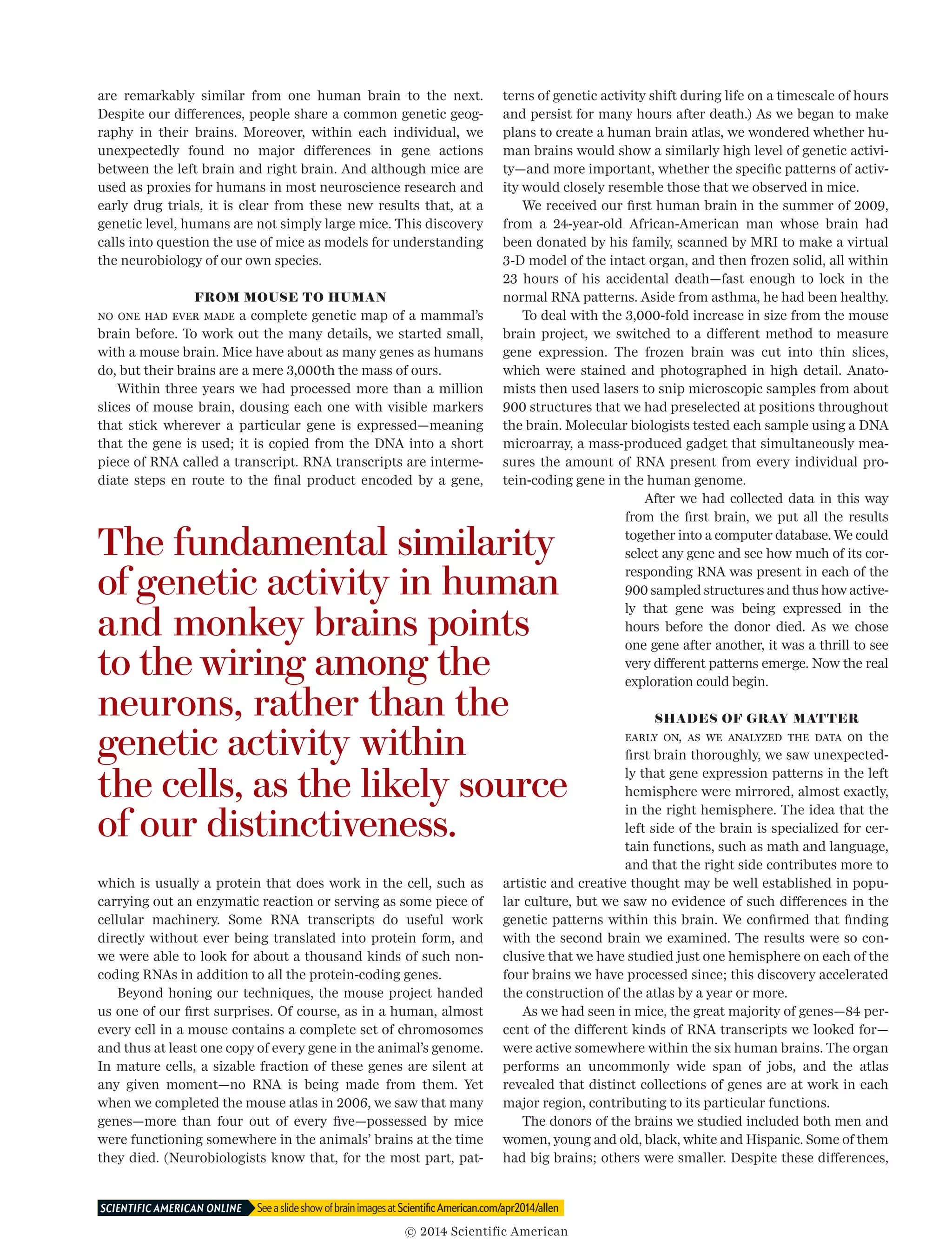 are remarkably similar from one human brain to the next.
Despite our differences, people share a common genetic geog-
raphy in their brains. Moreover, within each individual, we
unexpectedly found no major differences in gene actions
between the left brain and right brain. And although mice are
used as proxies for humans in most neuroscience research and
early drug trials, it is clear from these new results that, at a
genetic level, humans are not simply large mice. This discovery
calls into question the use of mice as models for understanding
the neurobiology of our own species.
FROM MOUSE TO HUMAN
No one had ever made a complete genetic map of a mammal’s
brain before. To work out the many details, we started small,
with a mouse brain. Mice have about as many genes as humans
do, but their brains are a mere 3,000th the mass of ours.
Within three years we had processed more than a million
slices of mouse brain, dousing each one with visible markers
that stick wherever a particular gene is expressed—meaning
that the gene is used; it is copied from the DNA into a short
piece of RNA called a transcript. RNA transcripts are interme-
diate steps en route to the final product encoded by a gene,
which is usually a protein that does work in the cell, such as
carrying out an enzymatic reaction or serving as some piece of
cellular machinery. Some RNA transcripts do useful work
directly without ever being translated into protein form, and
we were able to look for about a thousand kinds of such non-
coding RNAs in addition to all the protein-coding genes.
Beyond honing our techniques, the mouse project handed
us one of our first surprises. Of course, as in a human, almost
every cell in a mouse contains a complete set of chromosomes
and thus at least one copy of every gene in the animal’s genome.
In mature cells, a sizable fraction of these genes are silent at
any given moment—no RNA is being made from them. Yet
when we completed the mouse atlas in 2006, we saw that many
genes—more than four out of every five—possessed by mice
were functioning somewhere in the animals’ brains at the time
they died. (Neurobiologists know that, for the most part, pat-
terns of genetic activity shift during life on a timescale of hours
and persist for many hours after death.) As we began to make
plans to create a human brain atlas, we wondered whether hu­­
man brains would show a similarly high level of genetic activi-
ty—and more important, whether the specific patterns of activ-
ity would closely resemble those that we observed in mice.
We received our first human brain in the summer of 2009,
from a 24-year-old African-American man whose brain had
been donated by his family, scanned by MRI to make a virtual
3-D model of the intact organ, and then frozen solid, all within
23 hours of his accidental death—fast enough to lock in the
normal RNA patterns. Aside from asthma, he had been healthy.
To deal with the 3,000-fold increase in size from the mouse
brain project, we switched to a different method to measure
gene expression. The frozen brain was cut into thin slices,
which were stained and photographed in high detail. Anato-
mists then used lasers to snip microscopic samples from about
900 structures that we had preselected at positions throughout
the brain. Molecular biologists tested each sample using a DNA
microarray, a mass-produced gadget that simultaneously mea-
sures the amount of RNA present from every individual pro-
tein-coding gene in the human genome.
After we had collected data in this way
from the first brain, we put all the results
together into a computer database. We could
select any gene and see how much of its cor-
responding RNA was present in each of the
900 sampled structures and thus how active-
ly that gene was being expressed in the
hours before the donor died. As we chose
one gene after another, it was a thrill to see
very different patterns emerge. Now the real
exploration could begin.
SHADES OF GRAY MATTER
Early on, as we analyzed the data on the
first brain thoroughly, we saw unexpected-
ly that gene expression patterns in the left
hemisphere were mirrored, almost exactly,
in the right hemisphere. The idea that the
left side of the brain is specialized for cer-
tain functions, such as math and language,
and that the right side contributes more to
artistic and creative thought may be well established in popu-
lar culture, but we saw no evidence of such differences in the
genetic patterns within this brain. We confirmed that finding
with the second brain we examined. The results were so con-
clusive that we have studied just one hemisphere on each of the
four brains we have processed since; this discovery accelerated
the construction of the atlas by a year or more.
As we had seen in mice, the great majority of genes—84 per-
cent of the different kinds of RNA transcripts we looked for—
were active somewhere within the six human brains. The organ
performs an uncommonly wide span of jobs, and the atlas
revealed that distinct collections of genes are at work in each
major region, contributing to its particular functions.
The donors of the brains we studied included both men and
women, young and old, black, white and Hispanic. Some of them
had big brains; others were smaller. Despite these differences,
See a slide show of brain images at ScientificAmerican.com/apr2014/allenSCIENTIFIC AMERICAN ONLINE 	
The fundamental similarity
of genetic activity in human
and monkey brains points
to the wiring among the
neurons, rather than the
genetic activity within
the cells, as the likely source
of our distinctiveness.
© 2014 Scientific American
 
