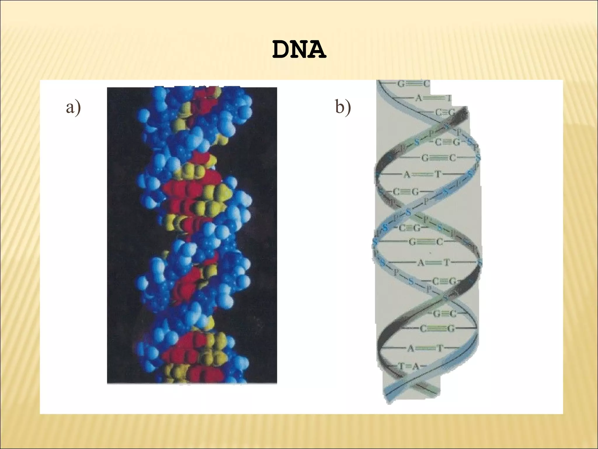 a) b)
DNA
 